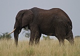 Elephant in Tarangire